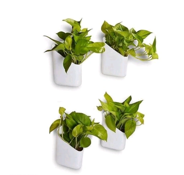 White Hanging Plastic Planters Pots Pack of 4 - Free Size, White, Plastic, Hanging, Pack of 4